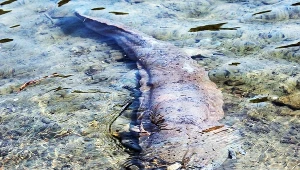 Salamandra olbrzymia chińska na wolności