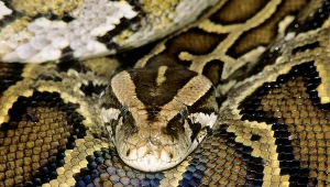 Pyton, zdj. ilustracyjne