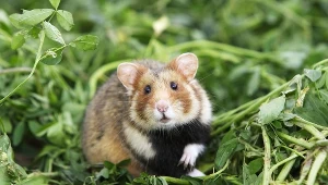 Chomik europejski to gatunek zagrozony wyginięciem