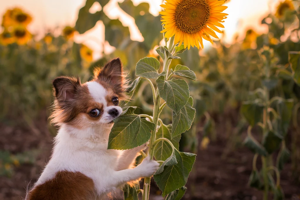 Miejsce 14.: Chihuahua długowłosy Długowłosa odmiana najmniejszego psa świata. Celebryci przyczynili się do postrzegania go jako dodatku do torebki, ale nic bardziej błędnego! To bystry i ciekawski pies, który chętnie się uczy. Niestety, właściciele zbyt rzadko decydują się na szkolenie. A szkoda, bo pozwoliłoby to wykorzystać jego potencjał. Na przekór małym rozmiarom chihuahua jest psem odważnym i dzielnie pilnuje swojego terenu - gotów jest obszczekać każdego intruza. Nie nadaje się na towarzysza zabaw małych dzieci, które przypadkiem mogą mu zrobić krzywdę. Miejsce 14.: Chihuahua długowłosy Długowłosa odmiana najmniejszego psa świata. Celebryci przyczynili się do postrzegania go jako dodatku do torebki, ale nic bardziej błędnego! To bystry i ciekawski pies, który chętnie się uczy. Niestety, właściciele zbyt rzadko decydują się na szkolenie. A szkoda, bo pozwoliłoby to wykorzystać jego potencjał. Na przekór małym rozmiarom chihuahua jest psem odważnym i dzielnie pilnuje swojego terenu - gotów jest obszczekać każdego intruza. Nie nadaje się na towarzysza zabaw małych dzieci, które przypadkiem mogą mu zrobić krzywdę.