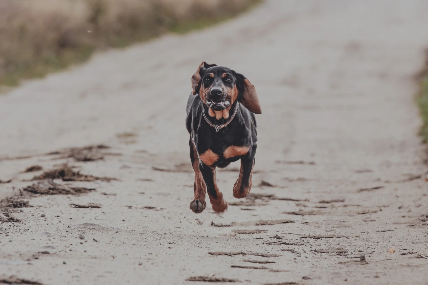 Miejsce 10.: Gończy polski Jedna z pięciu ras polskich. Charakteryzuje się silnym instynktem łowieckim, dlatego nie nadaje się dla niedoświadczonych właścicieli. Najlepiej odnajdzie się w rękach myśliwych lub aktywnych osób, które lubią spędzać czas na łonie przyrody. Potrzebuje konsekwentnego prowadzania, ruchu oraz odpowiedniego zajęcia – w przeciwnym razie może sprawiać kłopoty wychowawcze. W stosunku do bliskich osób jest czuły i oddany, natomiast do obcych odnosi się z rezerwą, co czyni z niego dobrego stróża.