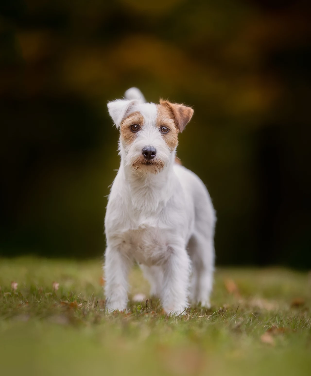 Miejsce 9.: Jack Russell terier Towarzyski pies myśliwski, który przywiązuje się do swojego właściciela. Nie jest to jednak typ kanapowca! Potrzebuje sporej dawki ruchu i zajęć, by spożytkować energię, na brak której nie narzeka. Dodatkowo, cechuje go silny instynkt łowiecki. Jest odważny, pewny siebie i zadziorny w stosunku do innych psów. Zdecydowanie to pies, który powinien trafić w doświadczone ręce. Wymaga konsekwencji i mądrego prowadzenia. Miejsce 9.: Jack Russell terier Towarzyski pies myśliwski, który przywiązuje się do swojego właściciela. Nie jest to jednak typ kanapowca! Potrzebuje sporej dawki ruchu i zajęć, by spożytkować energię, na brak której nie narzeka. Dodatkowo, cechuje go silny instynkt łowiecki. Jest odważny, pewny siebie i zadziorny w stosunku do innych psów. Zdecydowanie to pies, który powinien trafić w doświadczone ręce. Wymaga konsekwencji i mądrego prowadzenia.