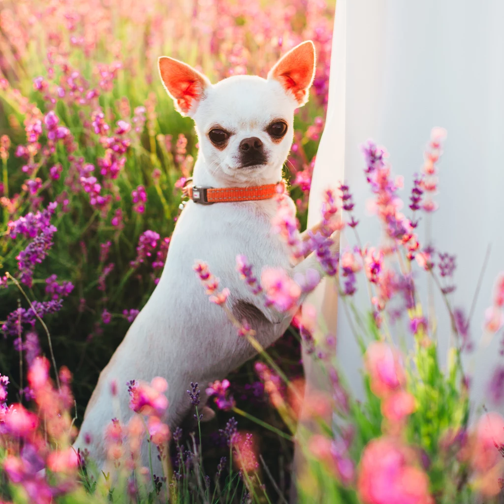 Miejsce 8.: Chihuahua krótkowłosy Odmiana krótkowłosa zyskała w Polsce większą popularność niż długowłosa, choć poza wyglądem niewiele je różni. To również bystry i wesoły pies, który lubi się uczyć. "W małym ciele wielki duch" – to opis, który doskonale do niego pasuje. Niewielkie rozmiary sprawiają, że dobrze się czuje nawet w małym mieszkaniu. Trzeba pamiętać, że mikroskopijny pęcherz musi być opróżniany co kilka godzin – chihuahua nie wytrzyma bez spaceru tak długo jak pies dużej rasy. Miejsce 8.: Chihuahua krótkowłosy Odmiana krótkowłosa zyskała w Polsce większą popularność niż długowłosa, choć poza wyglądem niewiele je różni. To również bystry i wesoły pies, który lubi się uczyć. "W małym ciele wielki duch" – to opis, który doskonale do niego pasuje. Niewielkie rozmiary sprawiają, że dobrze się czuje nawet w małym mieszkaniu. Trzeba pamiętać, że mikroskopijny pęcherz musi być opróżniany co kilka godzin – chihuahua nie wytrzyma bez spaceru tak długo jak pies dużej rasy.