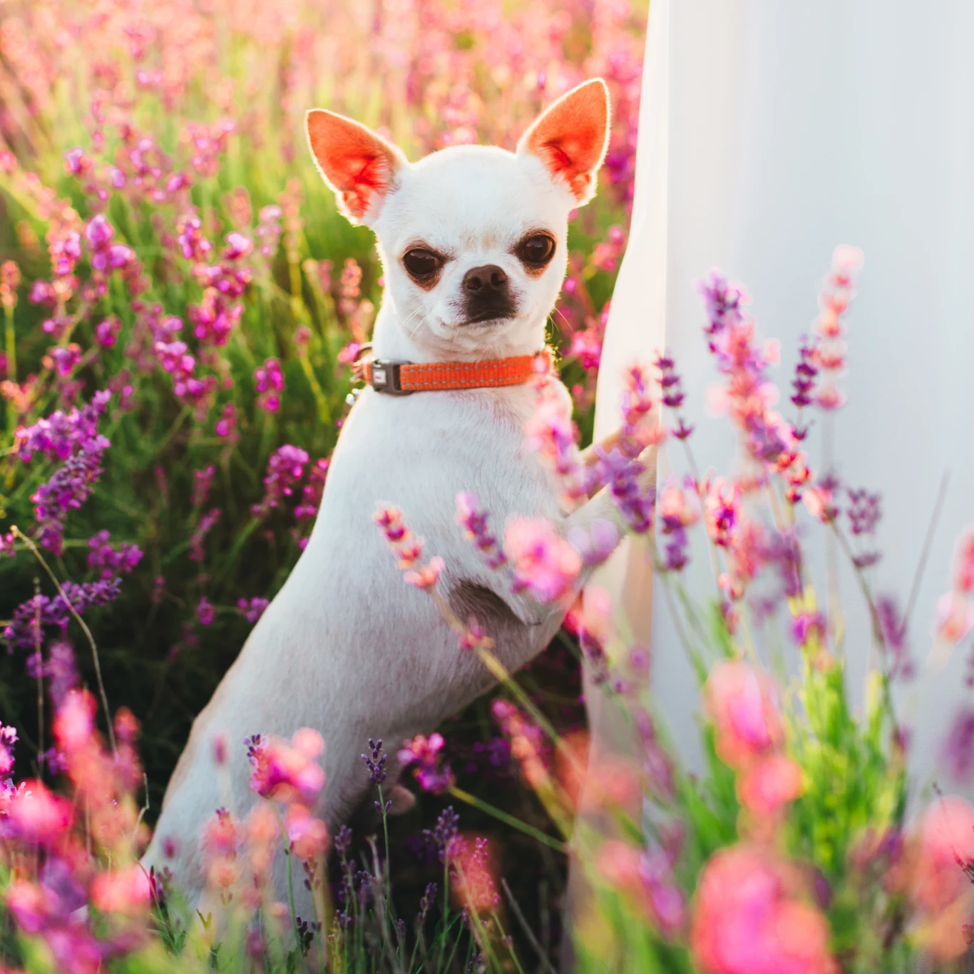 Miejsce 8.: Chihuahua krótkowłosy Odmiana krótkowłosa zyskała w Polsce większą popularność niż długowłosa, choć poza wyglądem niewiele je różni. To również bystry i wesoły pies, który lubi się uczyć. "W małym ciele wielki duch" – to opis, który doskonale do niego pasuje. Niewielkie rozmiary sprawiają, że dobrze się czuje nawet w małym mieszkaniu. Trzeba pamiętać, że mikroskopijny pęcherz musi być opróżniany co kilka godzin – chihuahua nie wytrzyma bez spaceru tak długo jak pies dużej rasy.