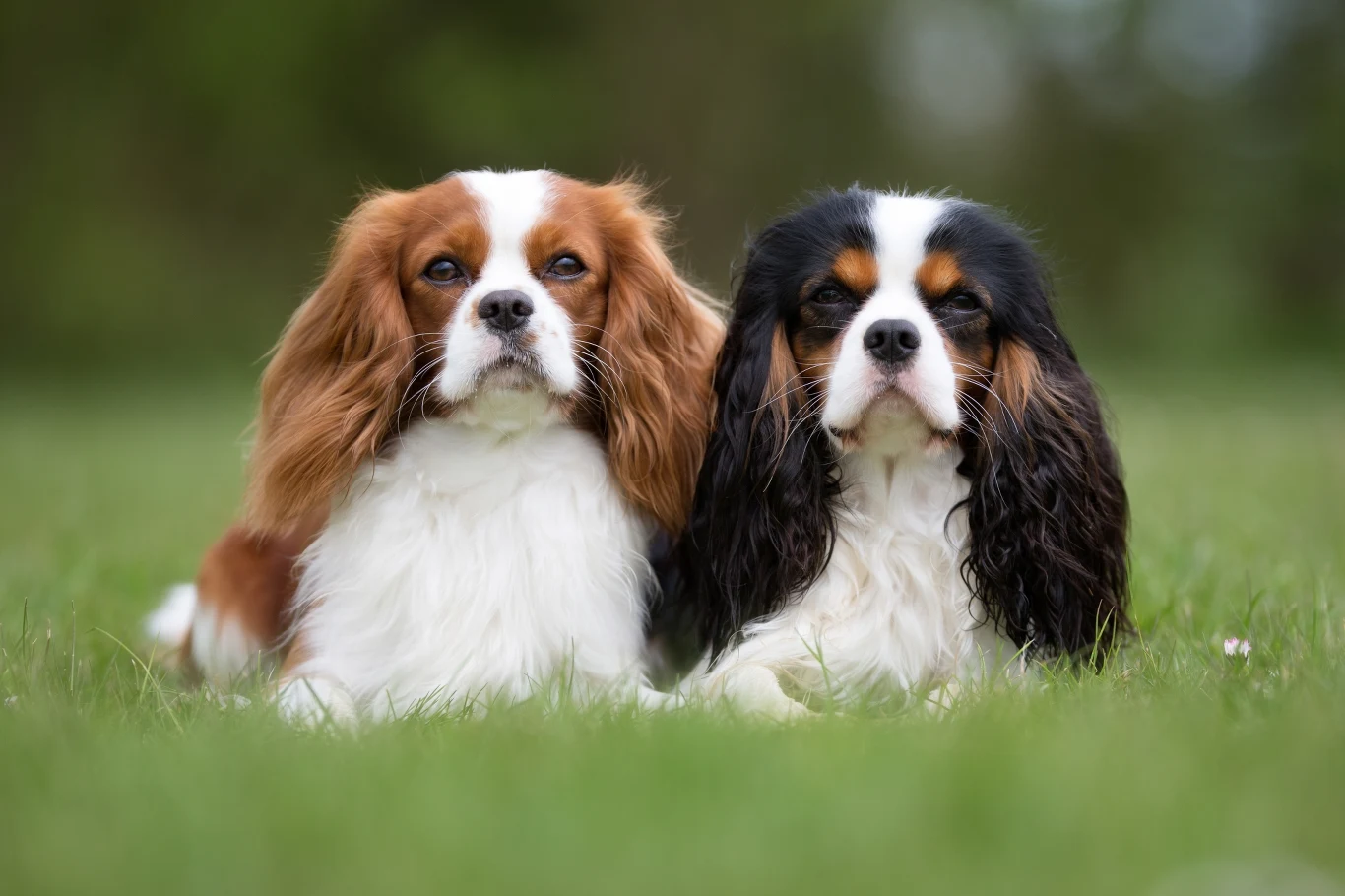 Miejsce 7.: Cavalier King Charles spaniel Wesoły, ale i wrażliwy pies, którego nie można wychowywać twardą ręką. Świetnie się sprawdza w roli psa rodzinnego i do towarzystwa: jest chętny do zabawy i łasy na pieszczoty. Cechuje go umiarkowany temperament i łagodny charakter. Bez problemu dostosowuje się do trybu życia opiekuna. 