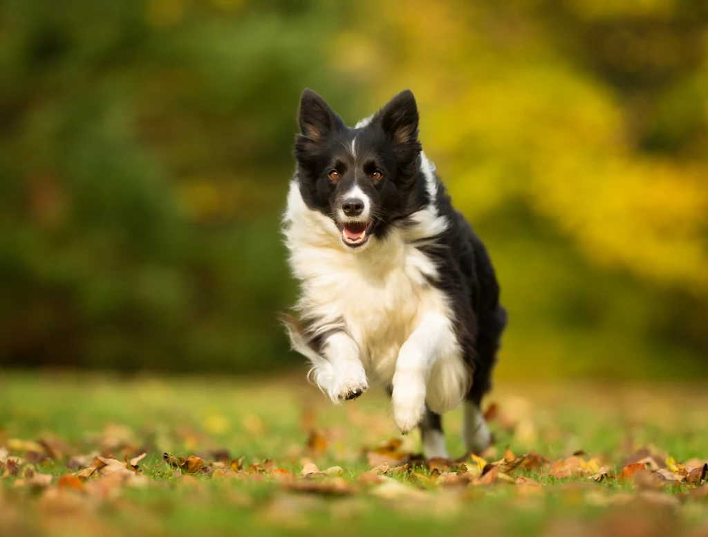 Miejsce 11.: Border collie Border collie uznano za najbardziej inteligentną rasę psów, co stanowi wyzwanie dla wielu właścicieli. Nie pomaga fakt, że to aktywny pies, któremu nie wystarczy samo wybieganie się. Jego umysł potrzebuje stymulacji – to pracoholik, któremu trzeba dać zajęcie. Border to typowy pies pasterski, nastawiony na współpracę z człowiekiem. Wspólne uprawianie psich sportów, takich jak: agility, flyball, frisbee, nosework czy obedience pomoże zaspokoić potrzeby rasy. Miejsce 11.: Border collie Border collie uznano za najbardziej inteligentną rasę psów, co stanowi wyzwanie dla wielu właścicieli. Nie pomaga fakt, że to aktywny pies, któremu nie wystarczy samo wybieganie się. Jego umysł potrzebuje stymulacji – to pracoholik, któremu trzeba dać zajęcie. Border to typowy pies pasterski, nastawiony na współpracę z człowiekiem. Wspólne uprawianie psich sportów, takich jak: agility, flyball, frisbee, nosework czy obedience pomoże zaspokoić potrzeby rasy.