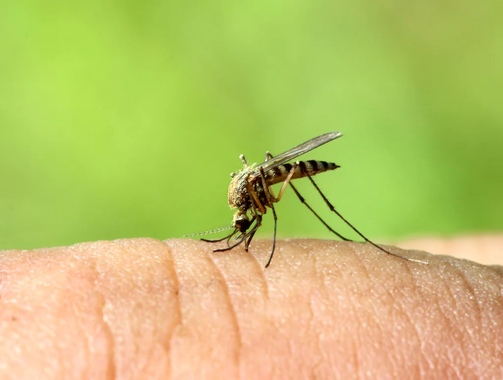 Komary nie gryzą, a kłują. Służy im do tego specjalny aparat kłująco-ssący