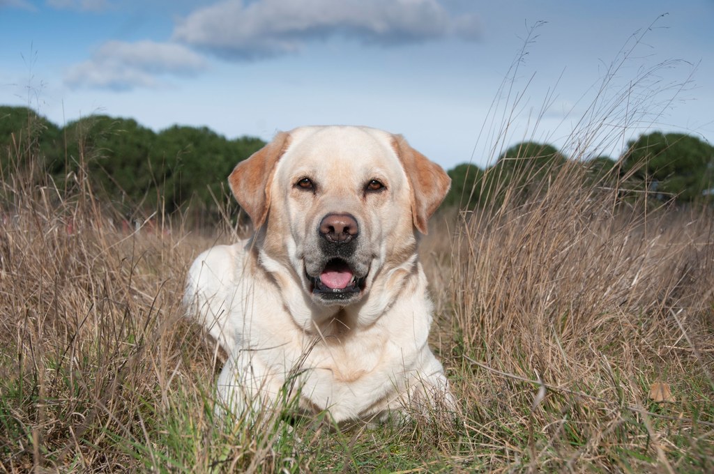 Labrador retriever.