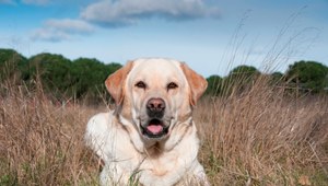 Labrador retriever.