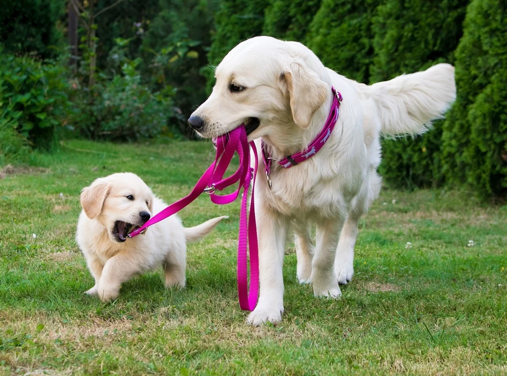 Miejsce 13.: Golden retriever Inteligentny pies o łagodnym usposobieniu. Posiada zrównoważony charakter i umiarkowany temperament. Szybko i chętnie się uczy. Jest nastawiony na współpracę z człowiekiem i cały czas stara się spełniać jego oczekiwania. Świetnie sprawdzi się w roli pierwszego psa, a także towarzysza rodziny. Jeśli jednak zaniedbamy jego wychowanie, może się okazać, że będzie daleki od ideału. Miłośnicy porządku mogą mieć też kłopot z zaakceptowaniem wszędobylskiej sierści – rasa ta dość mocno linieje. Goldeny wykorzystywane są z powodzeniem w dogoterapii, jako przewodnicy niewidomych oraz psy asystujące. Miejsce 13.: Golden retriever Inteligentny pies o łagodnym usposobieniu. Posiada zrównoważony charakter i umiarkowany temperament. Szybko i chętnie się uczy. Jest nastawiony na współpracę z człowiekiem i cały czas stara się spełniać jego oczekiwania. Świetnie sprawdzi się w roli pierwszego psa, a także towarzysza rodziny. Jeśli jednak zaniedbamy jego wychowanie, może się okazać, że będzie daleki od ideału. Miłośnicy porządku mogą mieć też kłopot z zaakceptowaniem wszędobylskiej sierści – rasa ta dość mocno linieje. Goldeny wykorzystywane są z powodzeniem w dogoterapii, jako przewodnicy niewidomych oraz psy asystujące.