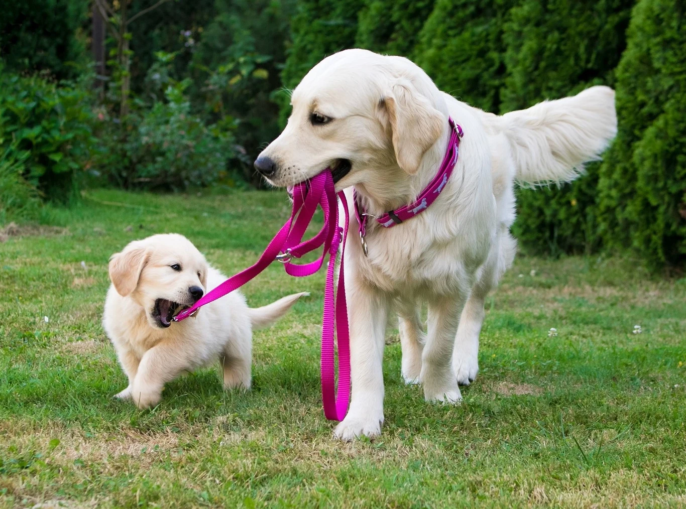 Miejsce 13.: Golden retriever Inteligentny pies o łagodnym usposobieniu. Posiada zrównoważony charakter i umiarkowany temperament. Szybko i chętnie się uczy. Jest nastawiony na współpracę z człowiekiem i cały czas stara się spełniać jego oczekiwania. Świetnie sprawdzi się w roli pierwszego psa, a także towarzysza rodziny. Jeśli jednak zaniedbamy jego wychowanie, może się okazać, że będzie daleki od ideału. Miłośnicy porządku mogą mieć też kłopot z zaakceptowaniem wszędobylskiej sierści – rasa ta dość mocno linieje. Goldeny wykorzystywane są z powodzeniem w dogoterapii, jako przewodnicy niewidomych oraz psy asystujące.