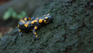 Salamandra plamista w Bieszczadach