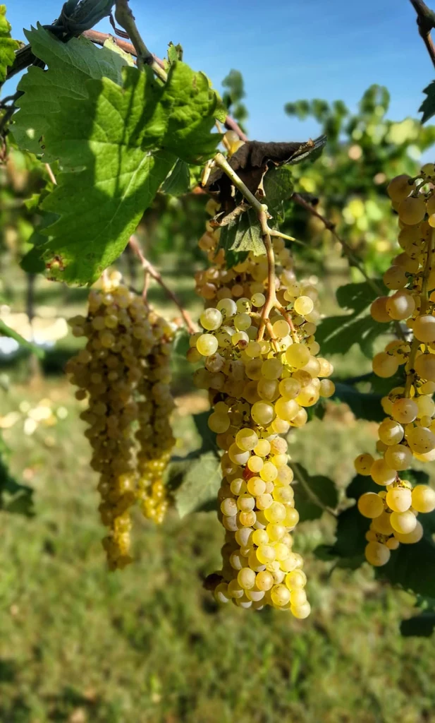 Cesari jako jeden z pierwszych winiarzy w Emilia Romania uwierzył w smak winogron Sangiovese