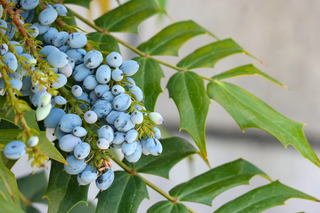 Mahonia jesienią cieszy oczy owocami, wiosną żółtymi kwiatami