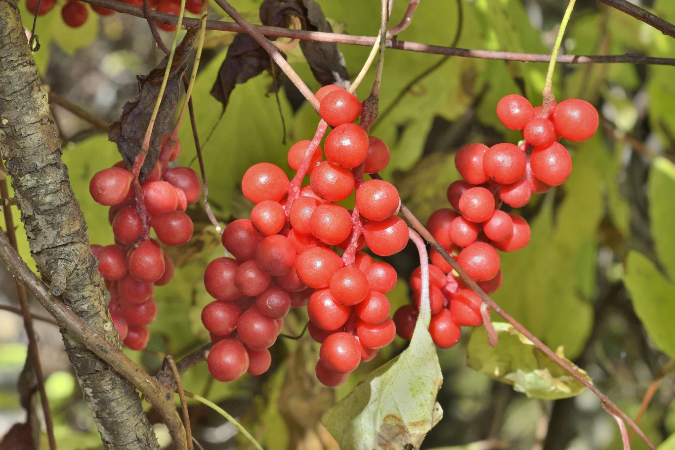 Cytryniec chiński ma bardzo zdrowe owoce, które jednak są nieco cierpkie w smaku Cytryniec chiński ma bardzo zdrowe owoce, które jednak są nieco cierpkie w smaku