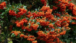 Posadź zamiast tui. Takiego żywopłotu pozazdrości ci cała okolica