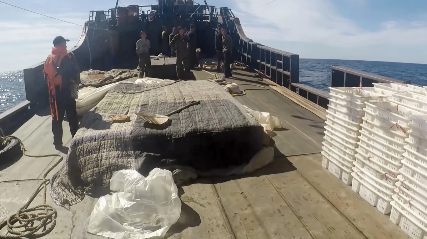 Dlatego rybacy coraz częściej ryzykują życie, aby wyrobić normę. Tylko w 2015 roku u wybrzeży Japonii znaleziono kilkanaście łodzi bez bandery z ludzkimi szczątkami.