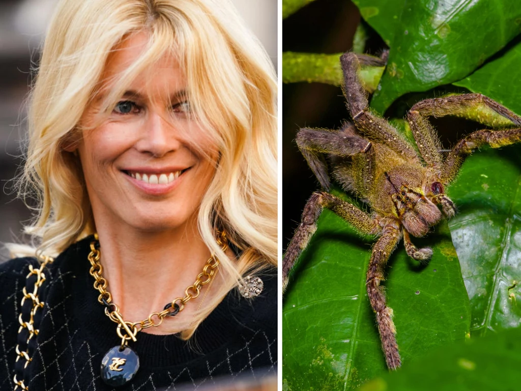 Światowej sławy modelka Claudia Schiffer uwielbia kolekcjonować obrazy. Nie byłoby w tym nic dziwnego, gdyby nie fakt, że na każdym z nich znajduje się pająk! W jednym z wywiadów Claudia przyznała, że uwielbia insekty, a cały jej dom przyozdobiony jest ich malunkami. Światowej sławy modelka Claudia Schiffer uwielbia kolekcjonować obrazy. Nie byłoby w tym nic dziwnego, gdyby nie fakt, że na każdym z nich znajduje się pająk! W jednym z wywiadów Claudia przyznała, że uwielbia insekty, a cały jej dom przyozdobiony jest ich malunkami.