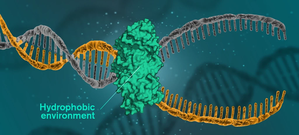 To nie wiązania wodorowe, a siły hydrofobowe scalają nici DNA