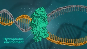 DNA jest scalane siłami hydrofobowymi