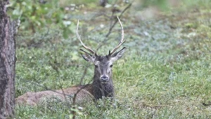 Jeleń, zdjęcie ilustracyjne