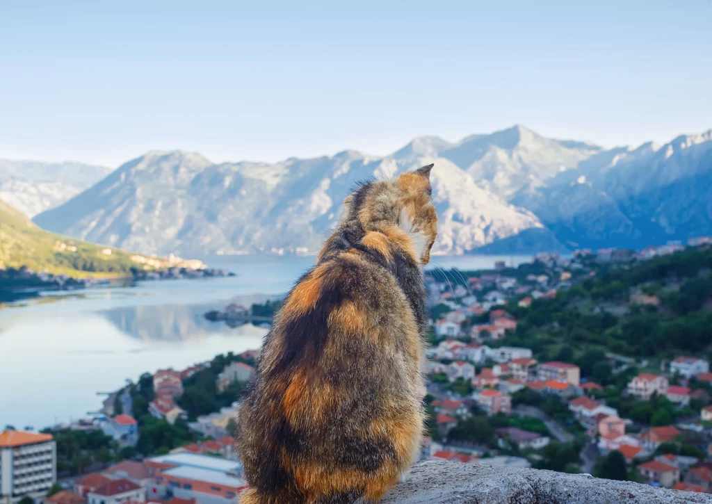 Kotor - kocia mekka na wybrzeżu Adriatyku