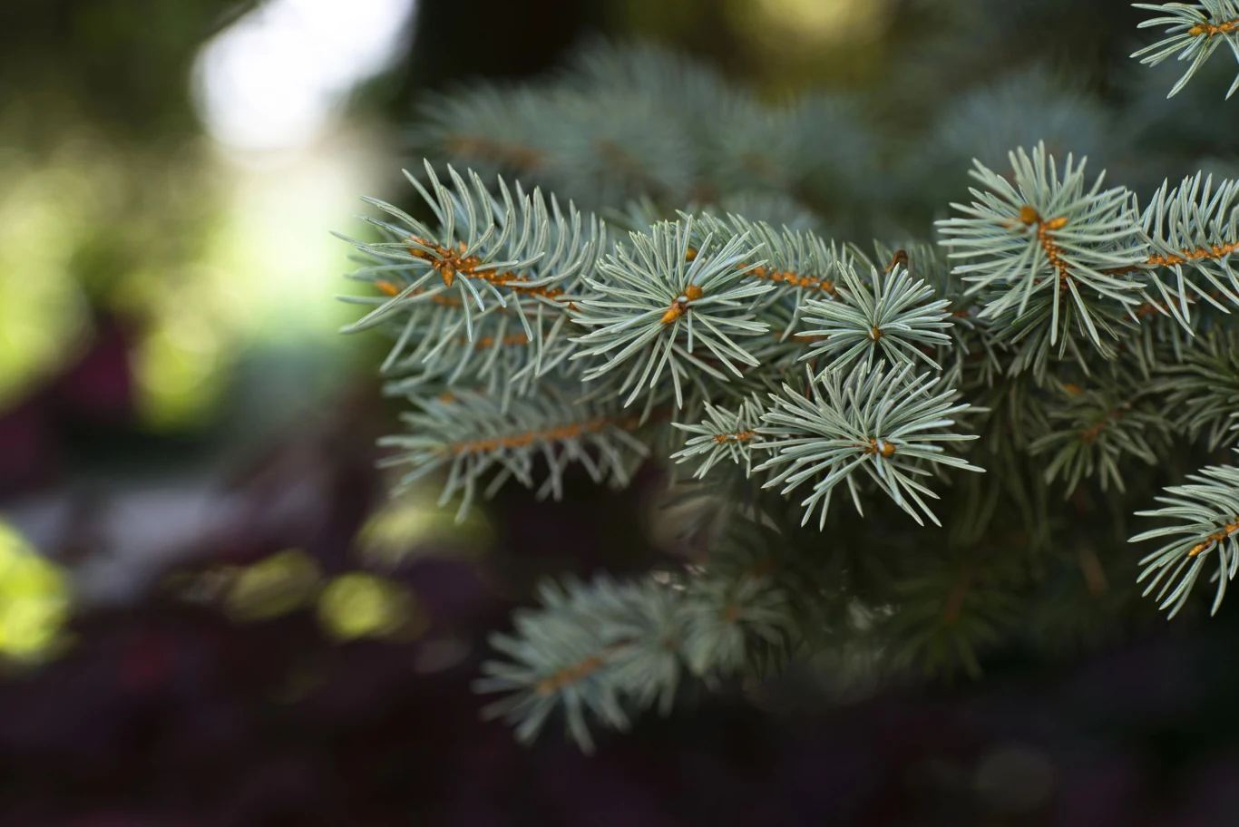 Zaatakowany przez choroby grzybowe świerk może stracić swoje igły