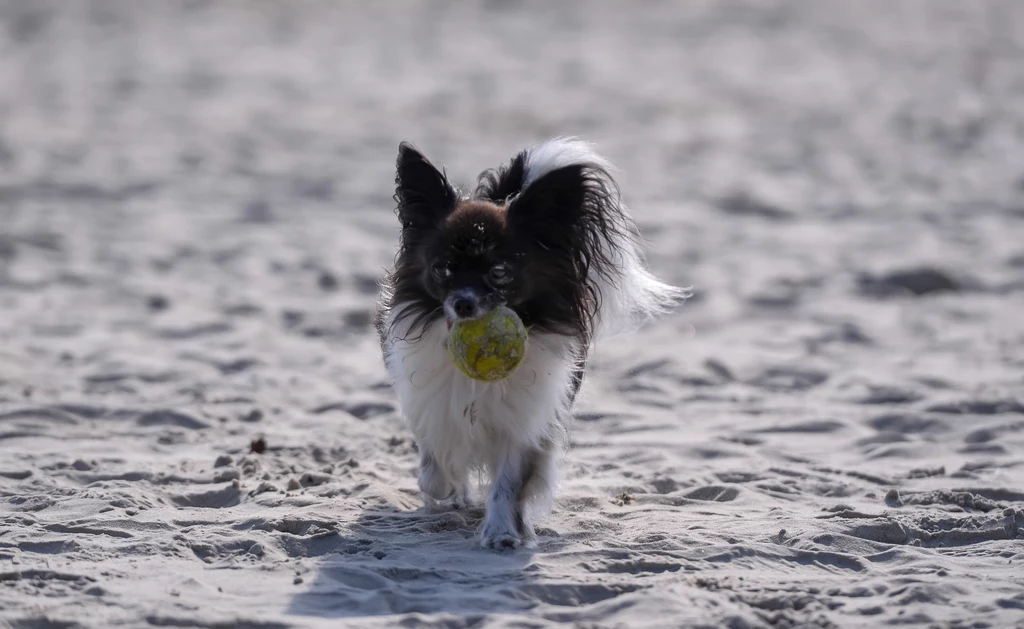 W Jelitkowie nie mogło też zabraknąć pupila gwiazdy. Urocza "Shakira" wspierała Ewę Kasprzyk, bawiąc się na plaży. W Jelitkowie nie mogło też zabraknąć pupila gwiazdy. Urocza "Shakira" wspierała Ewę Kasprzyk, bawiąc się na plaży.