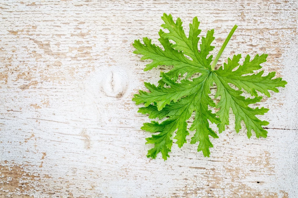 Olejki z Geranium są bardzo eteryczne i nadają się do aromaterapii