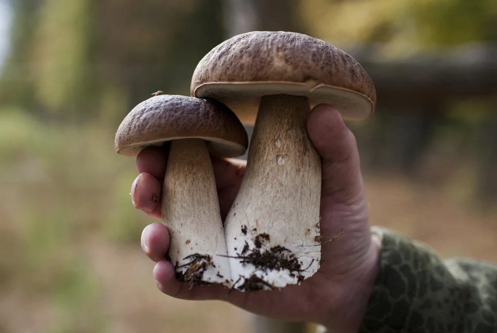 Grzybobranie może stanowić niezły biznes Grzybobranie może stanowić niezły biznes