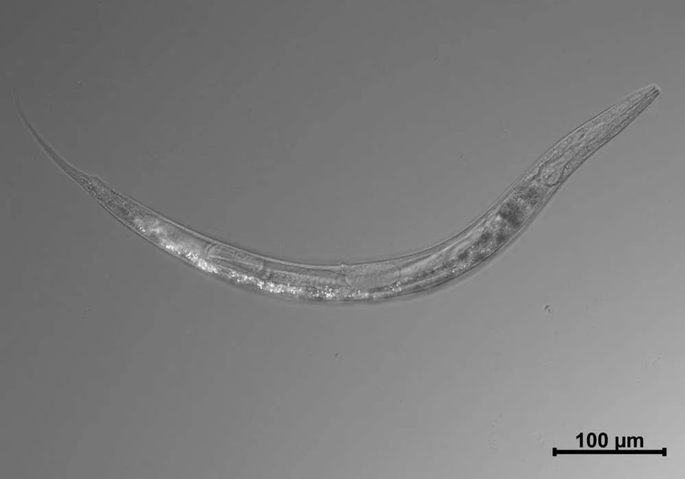 Auanema sp. - nowo odkryty gatunek nicienia