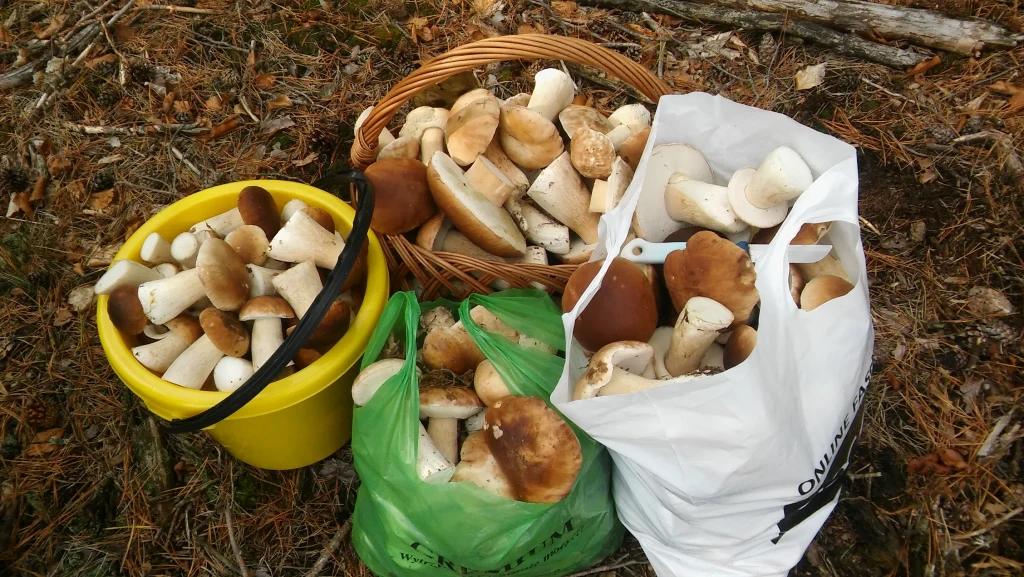 "Prawdziwe prawdziwki :-)" - pisze do nas Monika. Na zdjęciu efekt jej 1,5-godz. zbiorów w powiecie drawskim "Prawdziwe prawdziwki :-)" - pisze do nas Monika. Na zdjęciu efekt jej 1,5-godz. zbiorów w powiecie drawskim