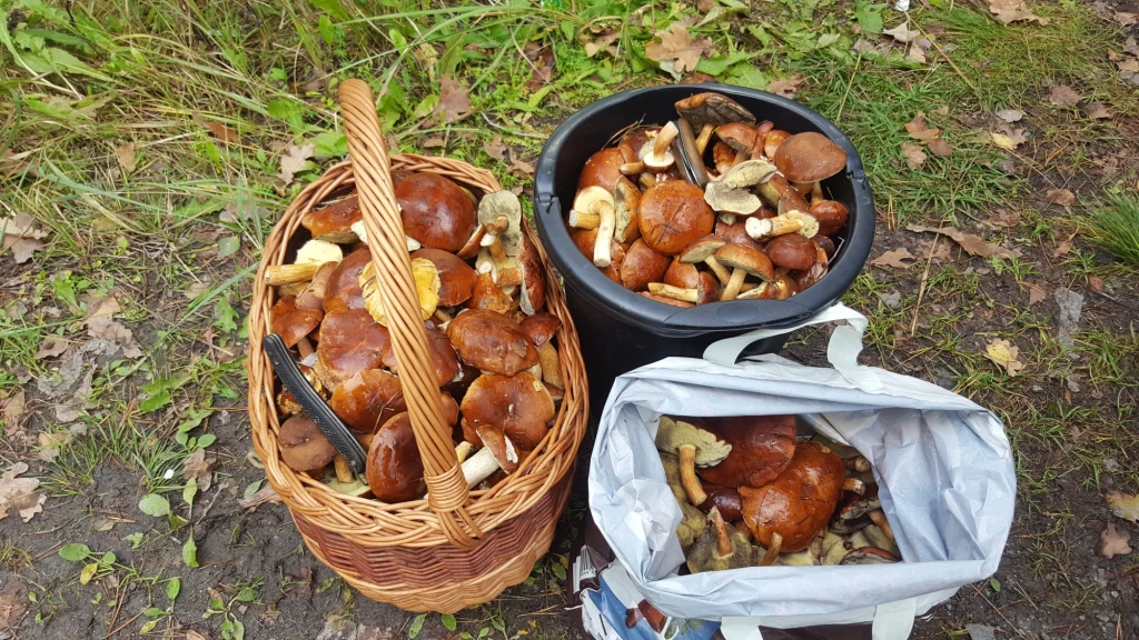 Zbiór pochodzi z Krupskiego Młyna woj. śląskie - informuje Adam Zbiór pochodzi z Krupskiego Młyna woj. śląskie - informuje Adam