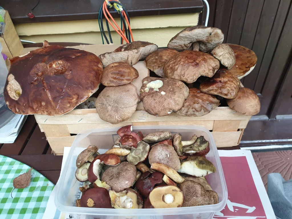 "Nasze grzyby zebrane po kwadransie" - chwali się Ela "Nasze grzyby zebrane po kwadransie" - chwali się Ela