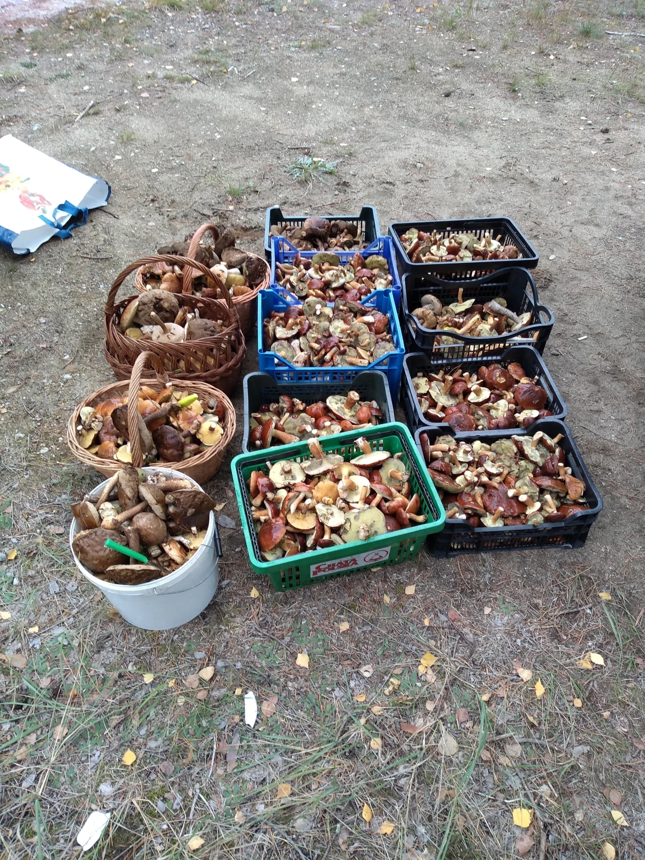 Grzybobranie w Sierakowie, w woj. wielkopolskim. Zdjęcie nadesłane przez Magdę Grzybobranie w Sierakowie, w woj. wielkopolskim. Zdjęcie nadesłane przez Magdę