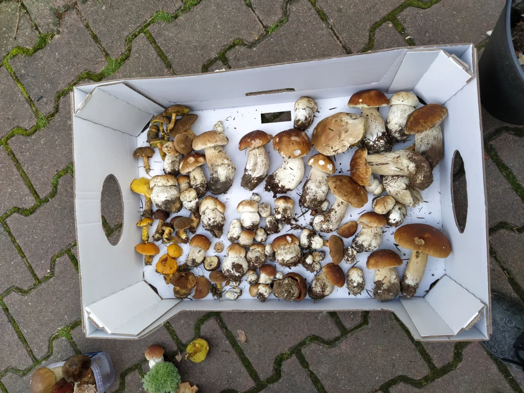 "W sobotni poranek wraz z mamą pojechałem na grzyby... godzina 5:50, w lesie ciemno, więc latarki się przydały. Miło być pierwszy w lesie, polecam" - zachęca Kamil "W sobotni poranek wraz z mamą pojechałem na grzyby... godzina 5:50, w lesie ciemno, więc latarki się przydały. Miło być pierwszy w lesie, polecam" - zachęca Kamil