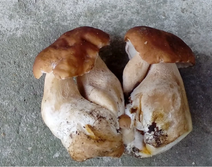 "Takie cudo znalazłem w Lasach Świętokrzyskich. Pięć grzybów zrośniętych razem. Cztery duże zrośnięte kapeluszami po dwa i po środku jeden mały" - pisze Damian "Takie cudo znalazłem w Lasach Świętokrzyskich. Pięć grzybów zrośniętych razem. Cztery duże zrośnięte kapeluszami po dwa i po środku jeden mały" - pisze Damian