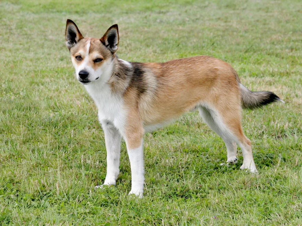 Lundehund przypomina zwykłego kundelka, ale pozory mylą...