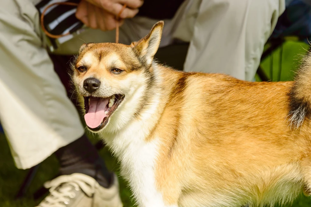 Lundehund został stworzony, by polować na ptaki wodne - maskonury