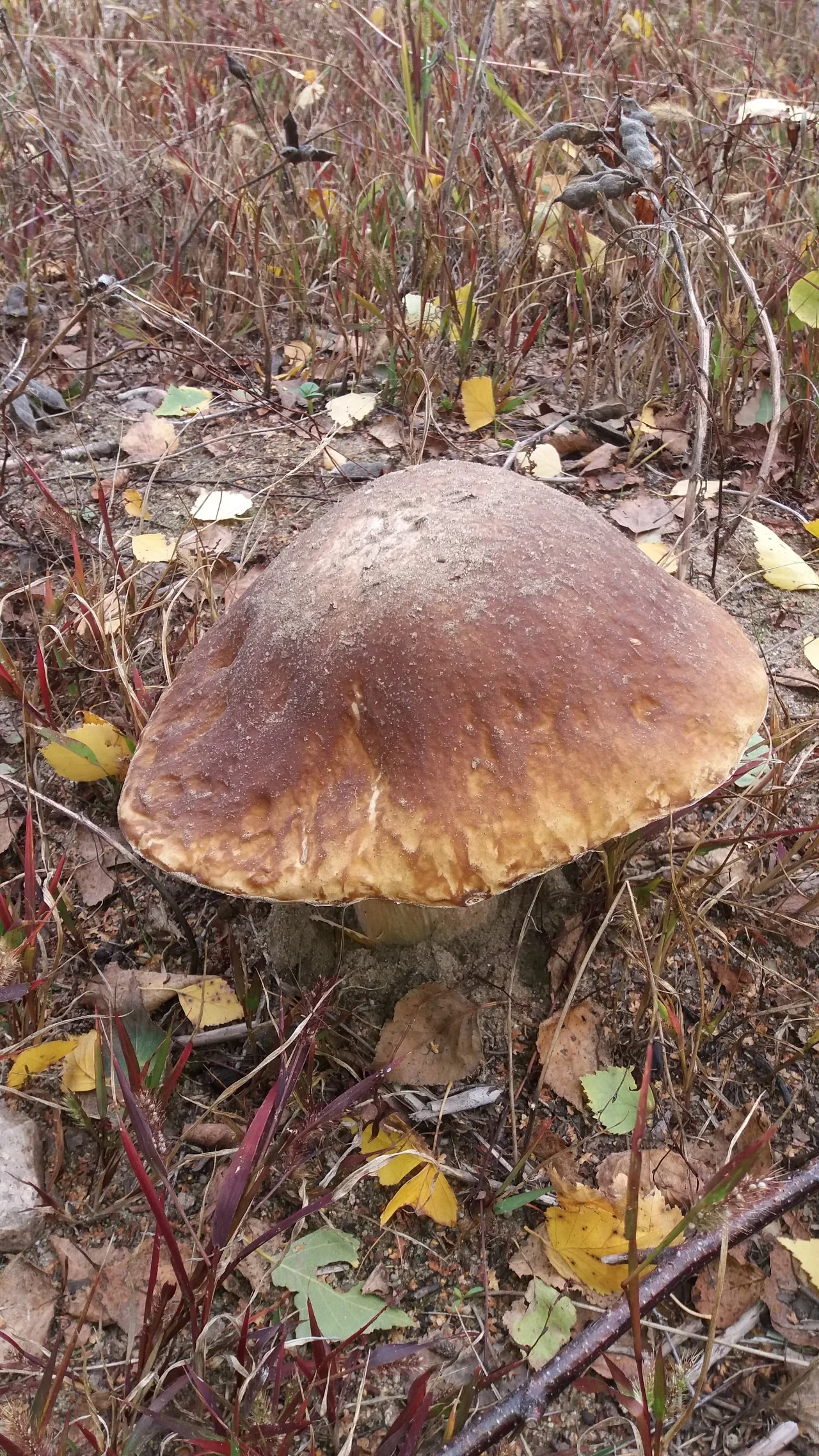 "Okolice Gostynina. Borowik w polu" - pisze Piotr z Łodzi "Okolice Gostynina. Borowik w polu" - pisze Piotr z Łodzi