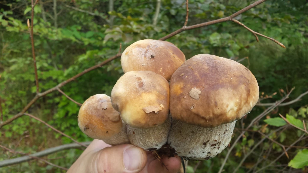 Taki okaz podesłał nam Tomek ze Słupska Taki okaz podesłał nam Tomek ze Słupska