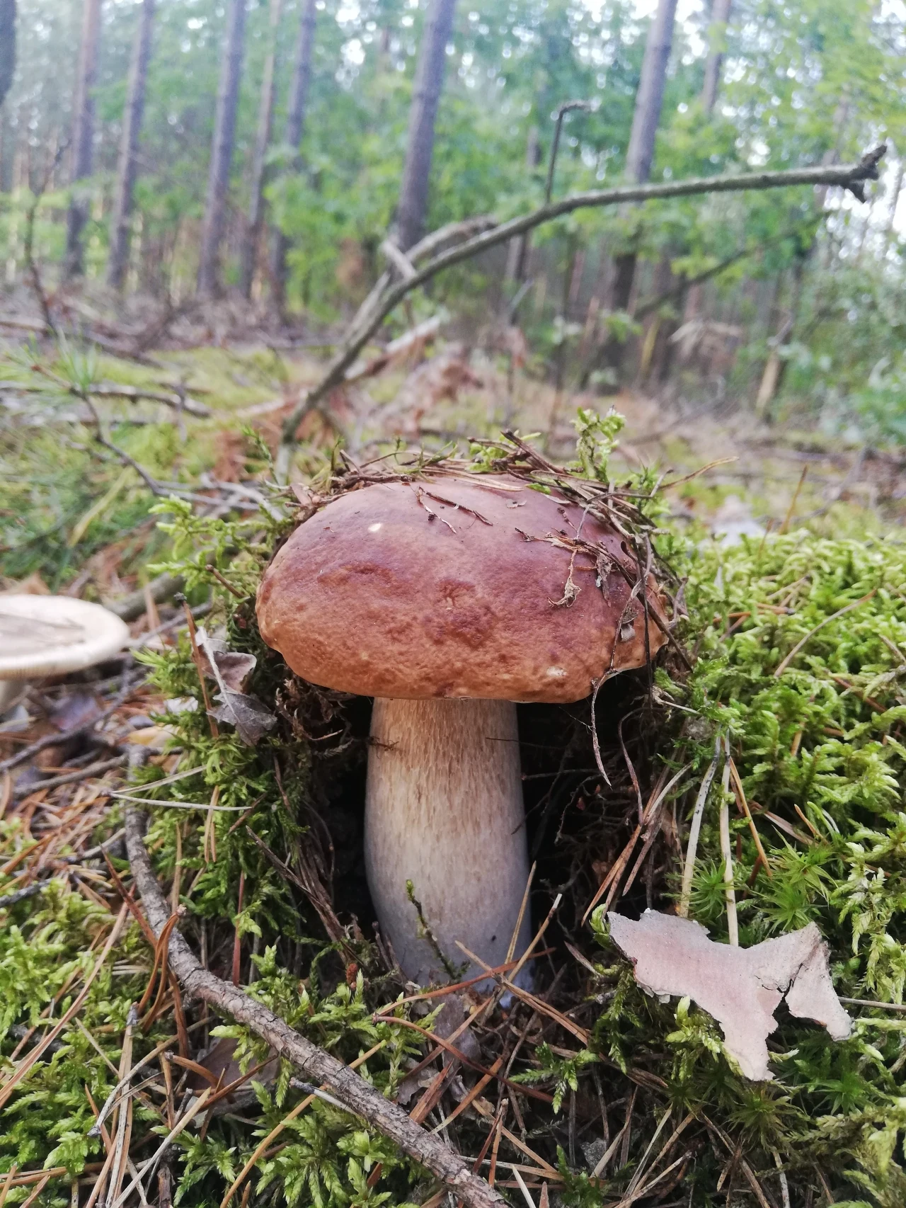 Taki okaz ukrywał się w Skierniewicach. Zdjęcie od Anny Taki okaz ukrywał się w Skierniewicach. Zdjęcie od Anny