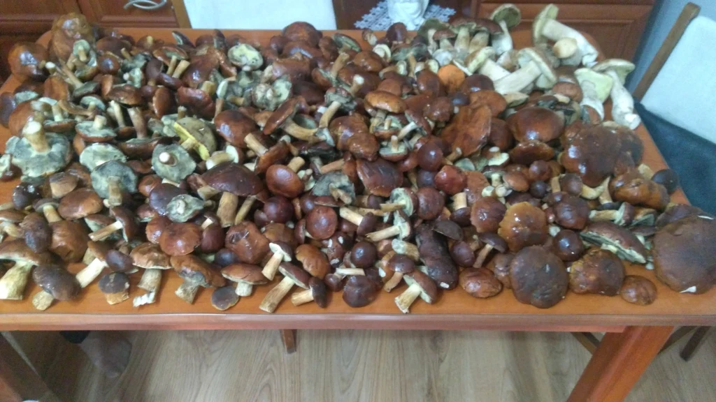 Marta podkreśla, że sama zebrała te wszystkie grzyby Marta podkreśla, że sama zebrała te wszystkie grzyby