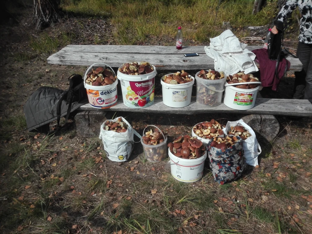 Piotrówka, w woj. opolskim. Efekt czterech godzin zbierania. Podesłała Maja Piotrówka, w woj. opolskim. Efekt czterech godzin zbierania. Podesłała Maja