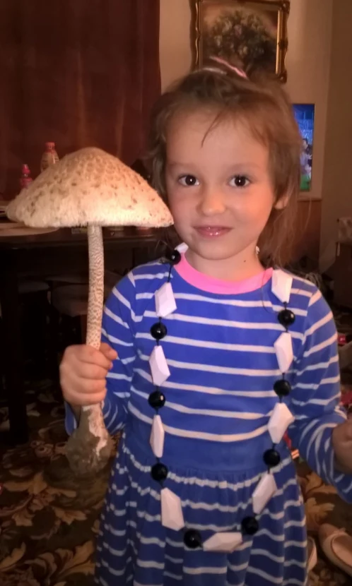 Czubajka kania w rękach dzielnego grzybiarza. Podesłał użytkownik MzM Czubajka kania w rękach dzielnego grzybiarza. Podesłał użytkownik MzM