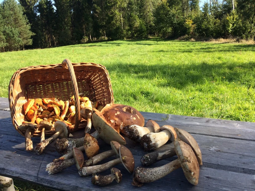 "Grzybki z lasu w Rabie Wyżnej" - pisze Roksana "Grzybki z lasu w Rabie Wyżnej" - pisze Roksana