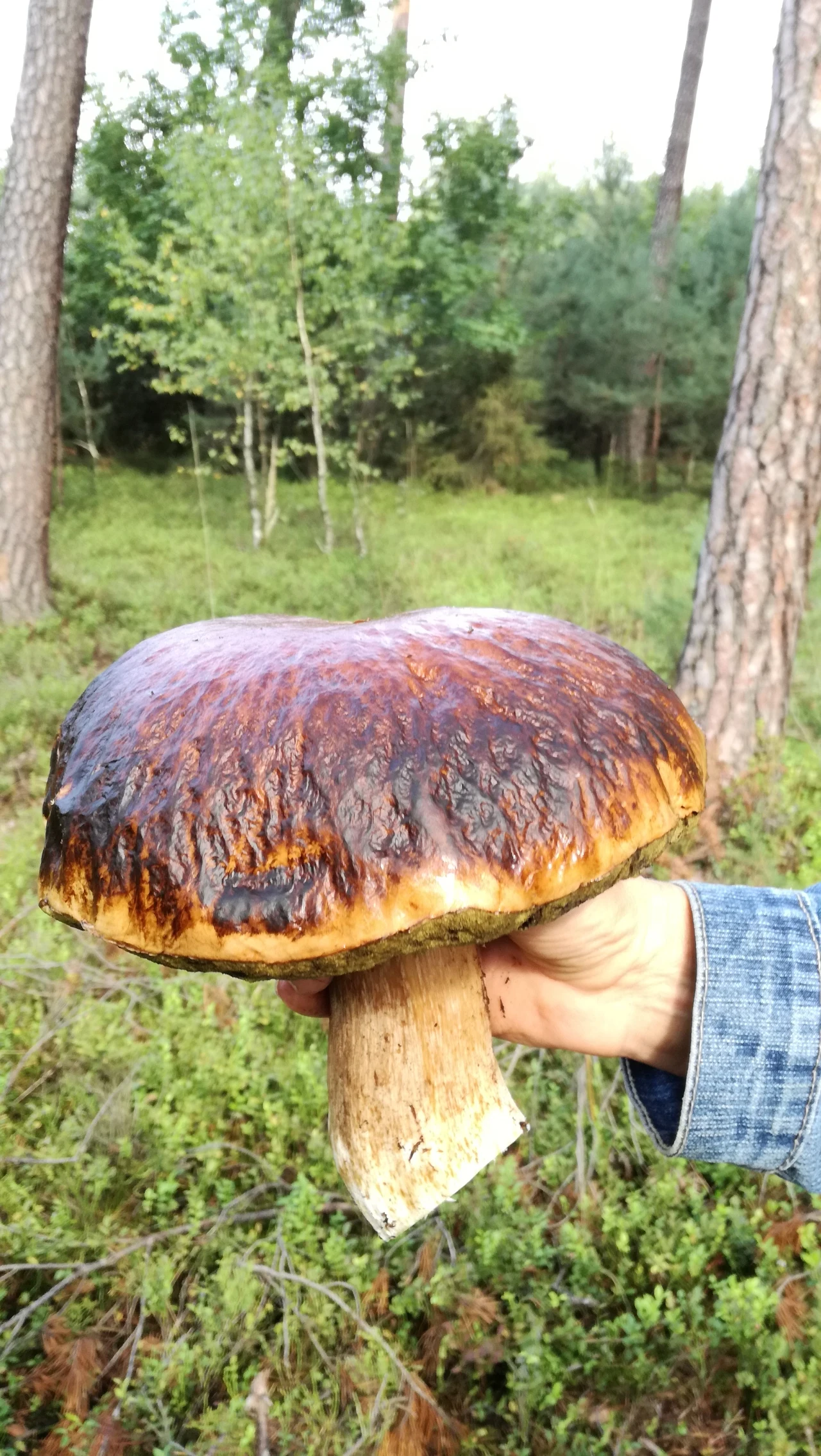 Lasy w okolicy Ozimka, woj. opolskie - wyjaśnia Maria. "Jest dużo grzybów" - pisze. Oj, tak... Lasy w okolicy Ozimka, woj. opolskie - wyjaśnia Maria. "Jest dużo grzybów" - pisze. Oj, tak...