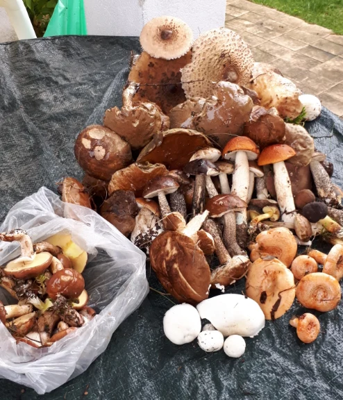 Swoje zbiory z Kaszub podesłała nam Joanna Swoje zbiory z Kaszub podesłała nam Joanna