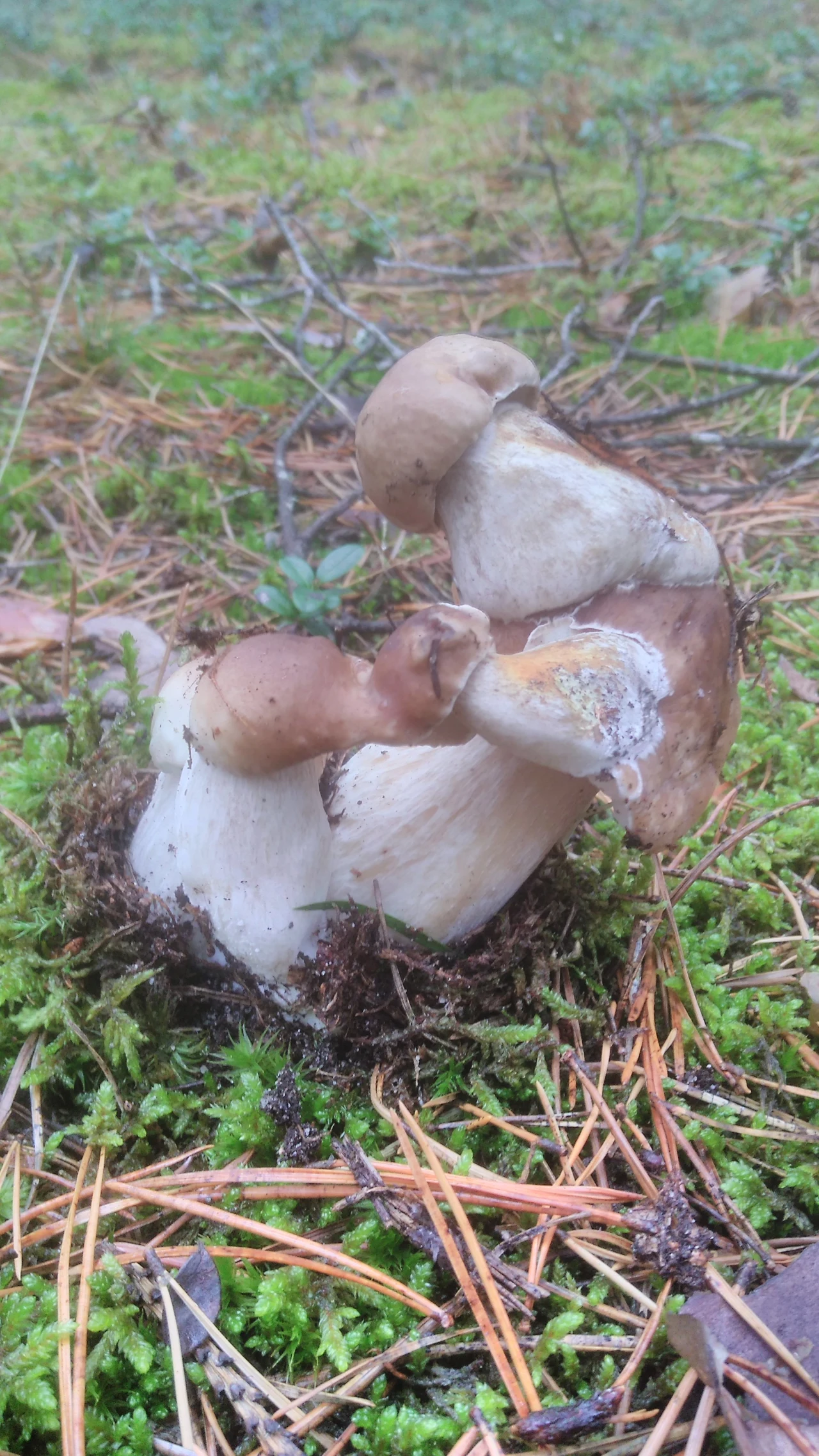 Niecodzienny prawdziwek od grzybiarza z Wałcza Niecodzienny prawdziwek od grzybiarza z Wałcza