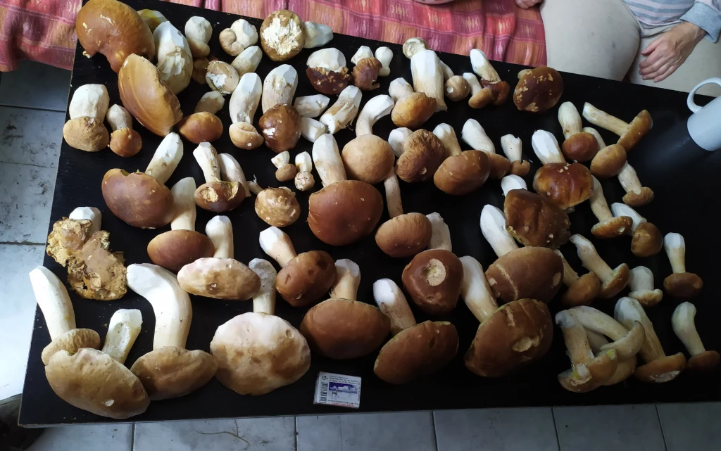 "Jest wysyp grzybów. Dawno nie znalazłem w jednym miejscu takiej ilości. W okręgu o promieniu 2 metrów znalazłem 24 prawdziwki. Łącznie 75 szt. Zdjęcie po zbiorach" - pisze Henryk "Jest wysyp grzybów. Dawno nie znalazłem w jednym miejscu takiej ilości. W okręgu o promieniu 2 metrów znalazłem 24 prawdziwki. Łącznie 75 szt. Zdjęcie po zbiorach" - pisze Henryk